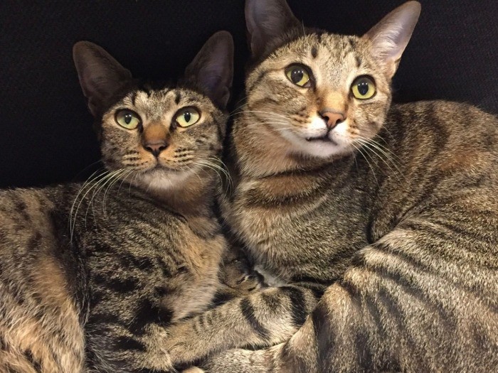 同居猫ももちゃんとは、相性抜群