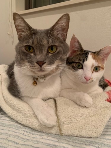 時々パンチもしあうけど、2匹は仲良し。「2匹で幸せになってよかった」と保護した中山さんも笑顔です(優香さん提供)