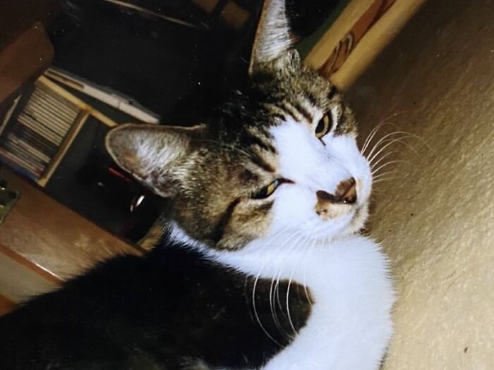 幼稚園の時に出会ってから高校2年まで一緒にいたみーちゃん。親が離婚して父と二人暮らしになってからは、毎晩みーちゃんが真由子さんに添い寝をしていた(真由子さん提供)