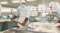 システム管理やイカそうめん作り…水産加工会社で働くITエンジニアのお父さん 香川・さぬき市【おしごとみせて】