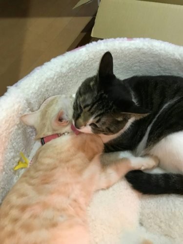 弟ができて、うれしくてペロペロ