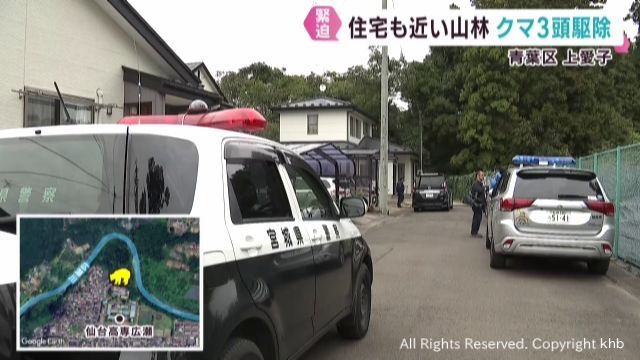 住宅近くの山林でわなに掛かった子グマ2頭と親グマ1頭を駆除 仙台市各地でクマの目撃相次ぐ
