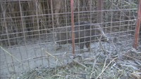 夏休み中の小学校にイノシシ出没 捕獲されけが人なし 香川・高松市