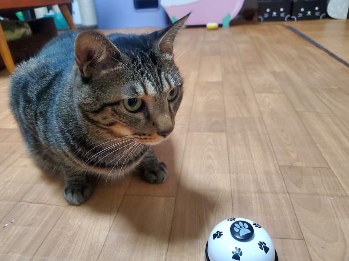 「おっと、やり方がわからなくなってきたぞ」