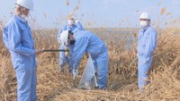 児島湖の水質改善へ 高校生がヨシの刈り取り 岡山・津山市