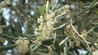 さわやかな風に揺れるオリーブの花 道の駅に初夏の香り漂わす 香川・小豆島