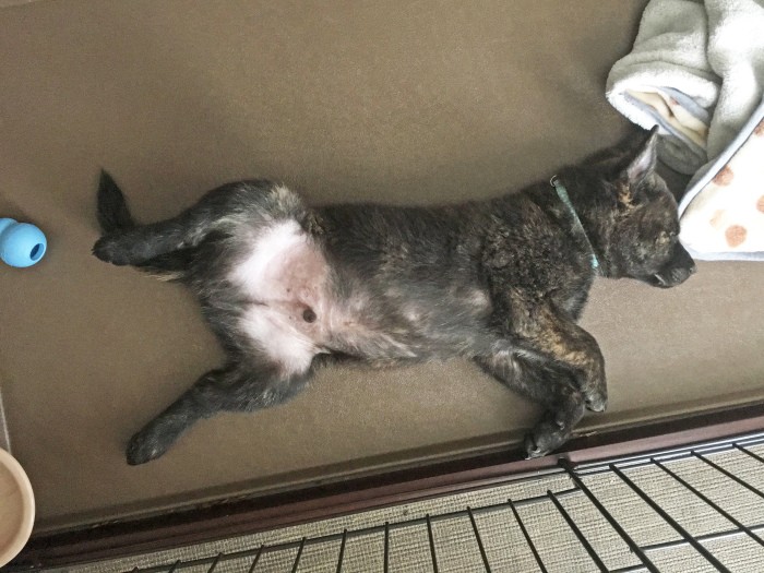 サークルの床材は犬がすべらない素材にすること