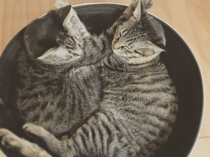 時にはこんなふうにくっついて (新井さん提供)