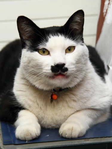 「ぼくの自慢のチョビヒゲを見よ!」