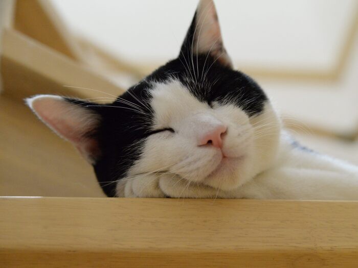 お気に入りの場所で眠る(金子さん提供)