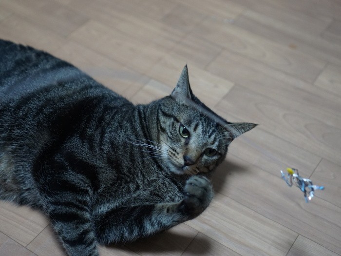 はっぴーも遊ぶ時は「全集中」なんだけどな