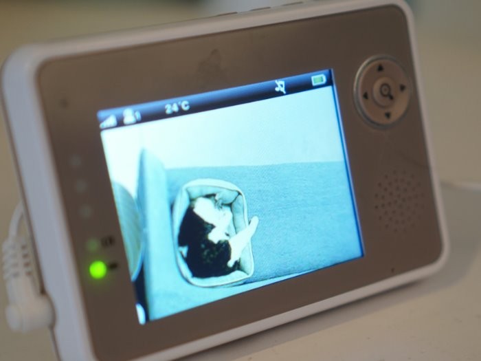 2階から1階保護部屋にいる神楽を確認中(てんかん等があるため)。同じ部屋に高齢のカエデもいる。