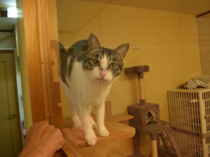 猫白血病陽性の猫のための部屋で過ごす猫