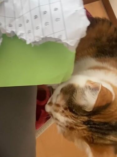 派手に破いた(かじった)お兄ちゃんのプリント。でも家族は「可愛いからいいよ」と笑顔(Aさん提供)