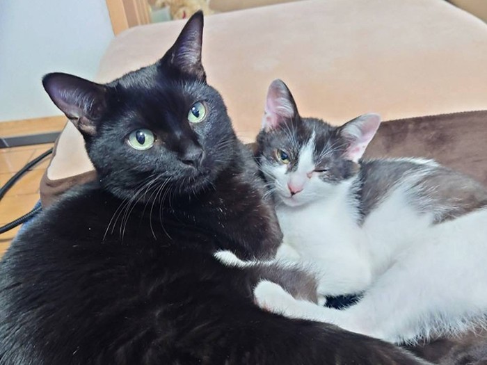 寄り添い合う、お兄ちゃん猫「陽(はる)」と子猫の「鈴(りん)」