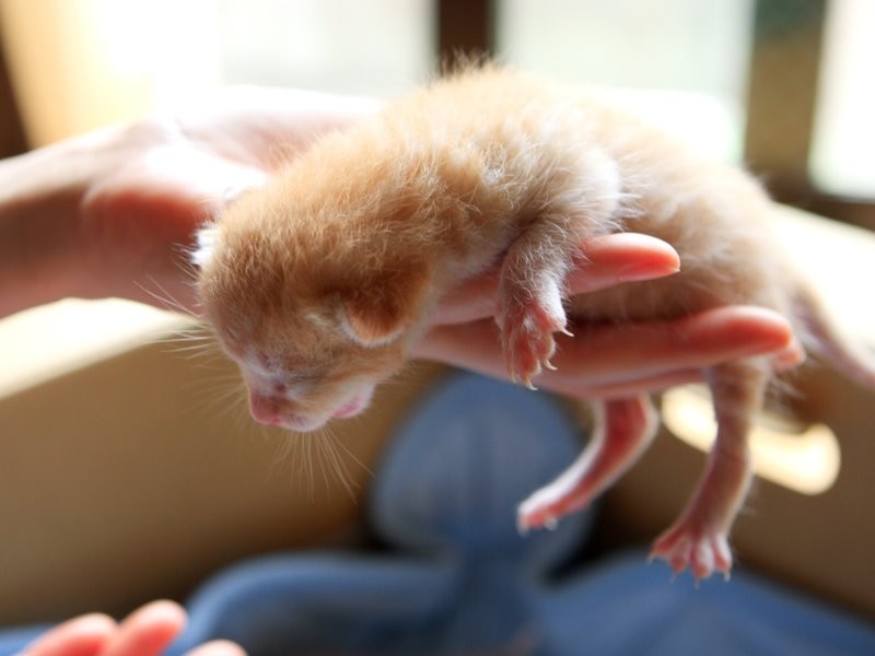 ドイさんが保護した茶トラ。片手に乗るほど小さかった
(ケニア・ドイ 撮影)