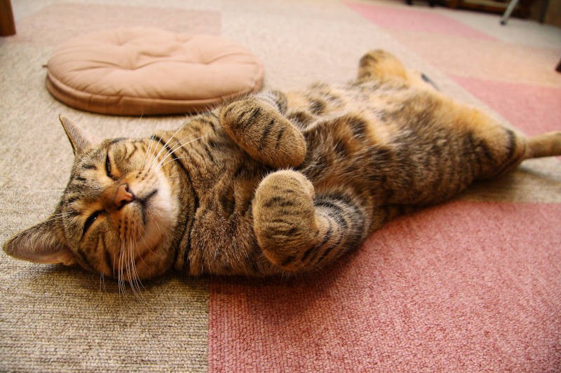 ちまっと畳む足がかわいい……