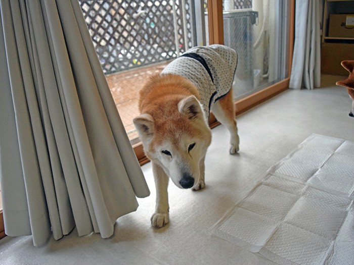 シェルターで老犬を最期のときまでお世話している