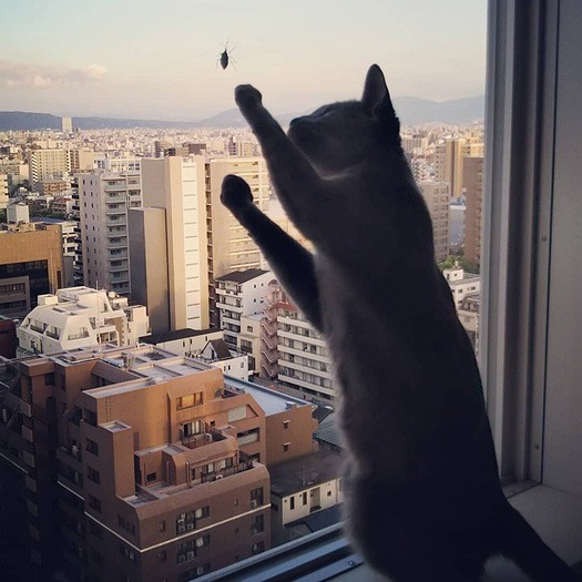 窓の外の虫にエイヤ!