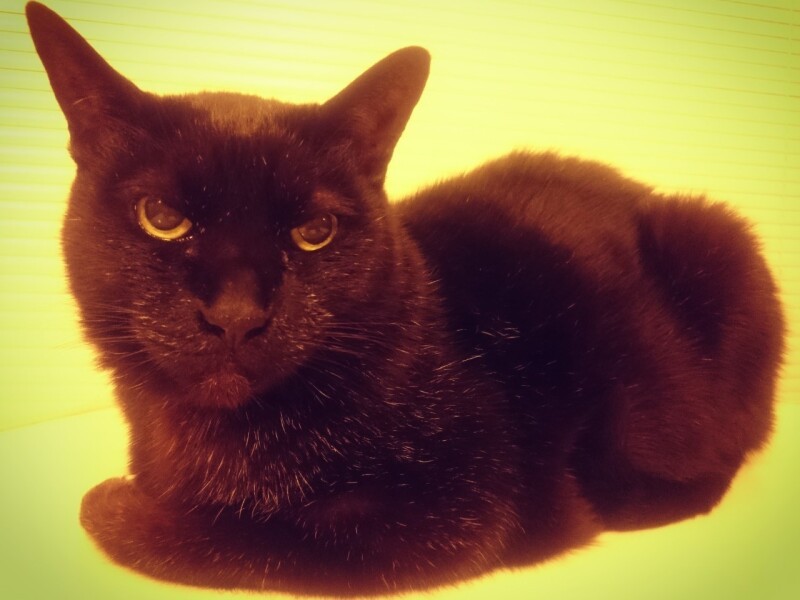 在りし日のマネ。旅立つ時、たい平さんは仕事で京都にいたので、奥様がマネを胸に抱き、ライン動画でたい平さんに見せたそう。横には子どもたちもいて、“みんなで一緒に”見送ったという。(たい平さん提供)