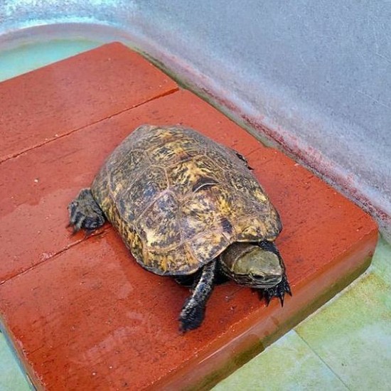 家族の歴史を見てきた亀平「これからも、のんびりいこうや。すべての動物が平和でありますように。ママも編み物がんばって」(えり子さん提供)