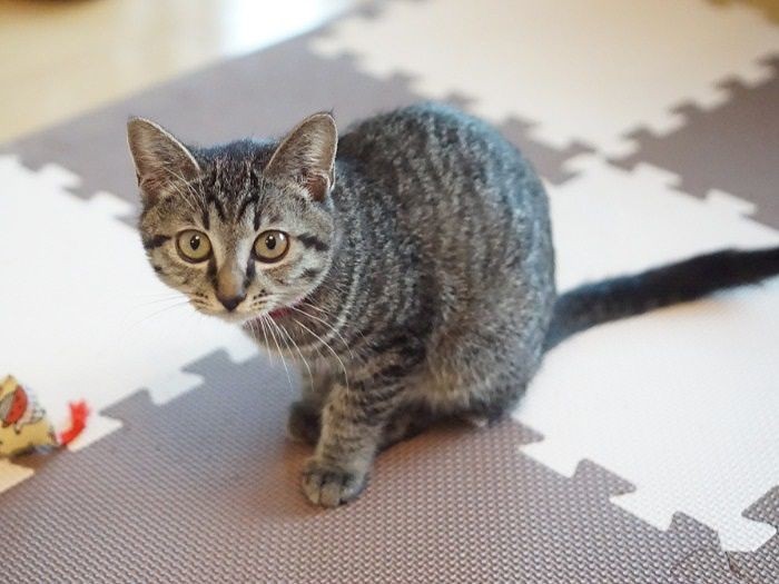 シッポも長いし素敵でしょ