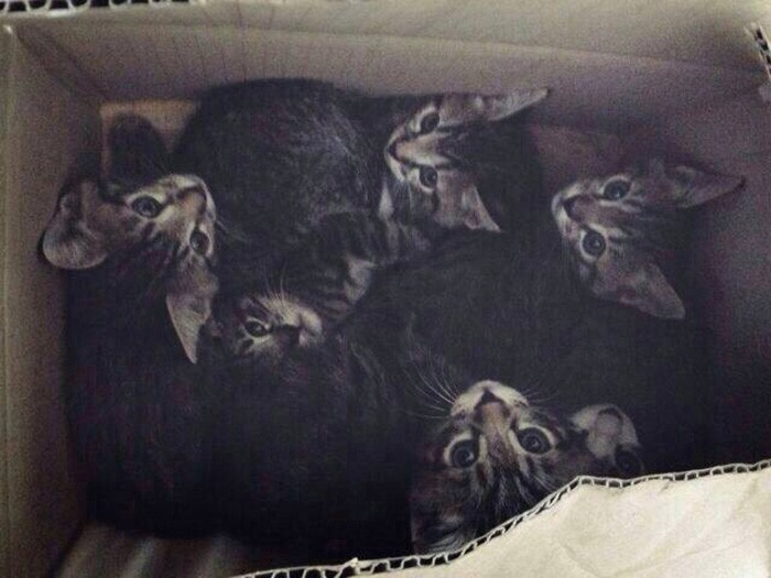 秋田で保護された6匹きょうだい。3匹は他にもらわれ、
ジャンゴとシーは会社に、もう一匹は浜野社長の実家に迎え、さくらと名付けた(みんなのマーケット提供)