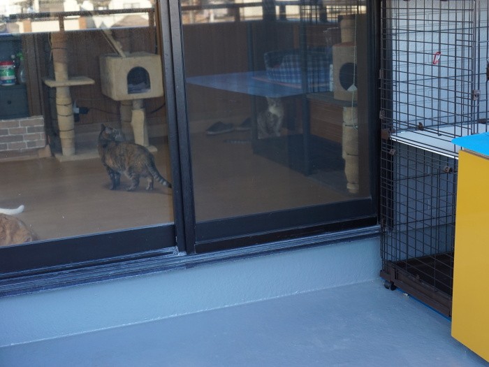 部屋に匂いがこもらないようにトイレはベランダに設置、部屋から行けるようになっている。セメントを練るための容器で作った屋根付き特製