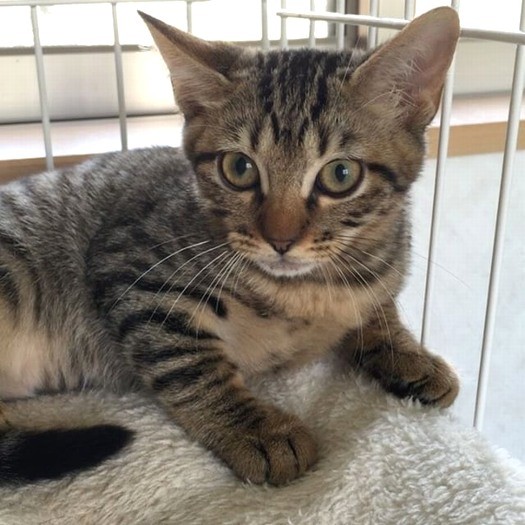 ラッシー、可愛い子猫時代