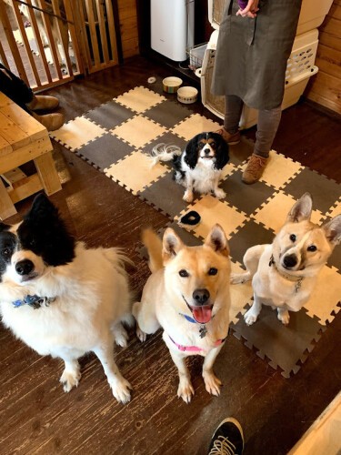 保護犬たちは、身体の状態が整い一定のトレーニングが完了すると、カフェにデビュー。カフェで新しい飼い主さんと会い幸せを見つけていきます