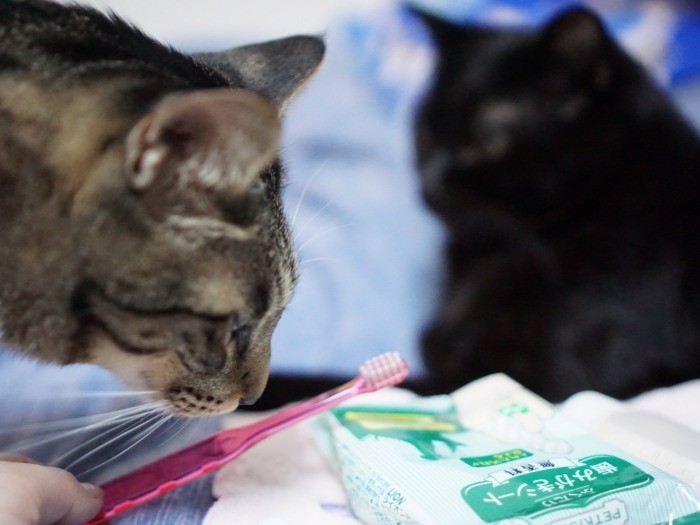 若い頃からブラッシングに慣れることが大事…でもはっぴーは口を触られるのが苦手