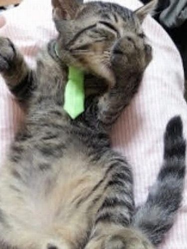 はっぴーの「条件反射」といえば、赤ちゃんの頃から、私に抱かれると指ちゅうちゅう