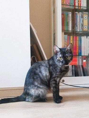 少しづつ部屋に慣れた頃(提供写真)