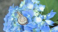 深いブルーが訪れた人を魅了 花の山寺「普門寺」でアジサイが色付き始める 岡山・真庭市