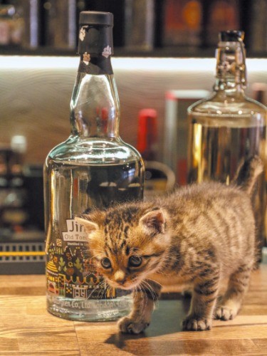 カウンターをヨチヨチ歩き(写真提供・井上義治,やよい)