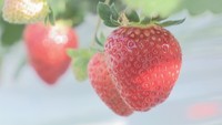 観光農園でイチゴ狩りがスタート 4年ぶりに食べ放題も再開 生育遅れ今「一番果」が 岡山・鏡野町