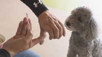 犬の無駄ぼえを無くすには?何歳からしつけを? 犬のしつけにまつわる疑問【みんなのハテナ】