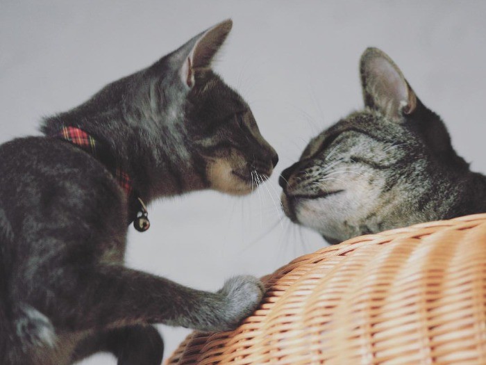 お兄ちゃん「ごろくん」とも仲良し