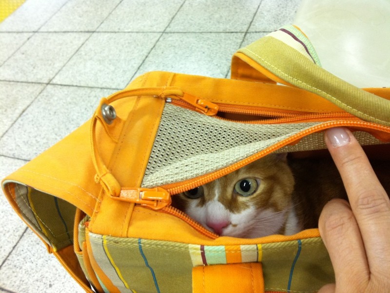 「ストレスを気にせず通院できます」とYさん(Yさん提供)