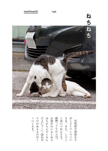 「ぎおんご ぎたいご にゃんこ」より(沖昌之撮影、青春出版社提供)