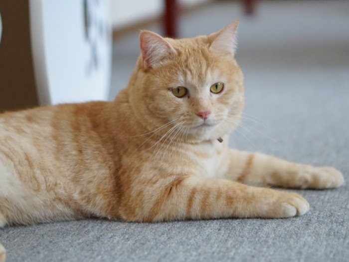 こまちの兄貴分ジョブズ