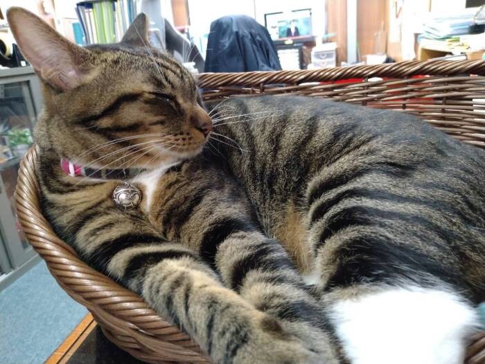 だいたいカゴで寝ていますけど(慎也さん提供)