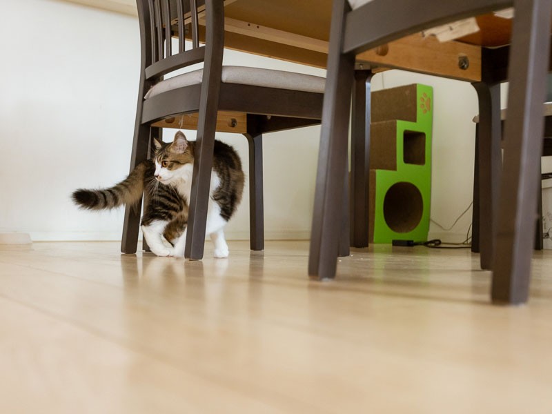 増える増える猫グッズ