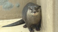 高松市・新屋島水族館にコツメカワウソが仲間入り 桂浜水族館生まれの「鳩三朗」繁殖に期待