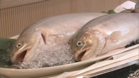 JR四国 新たに愛媛県でも「サーモンの陸上養殖」 今後は四国各地で 2030年には年間1億円の売り上げ見込む