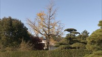 同じ日になるのは観測史上初!イチョウの黄葉・落葉を発表 高松地方気象台