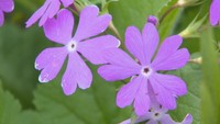 岡山県版レッドデータブックで絶滅危惧Ⅰ類「サクラソウ」があざやかなピンク色の花咲かす
