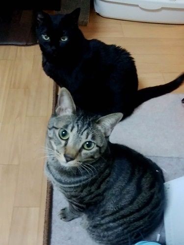 ブラッシングしてスッキリした二匹