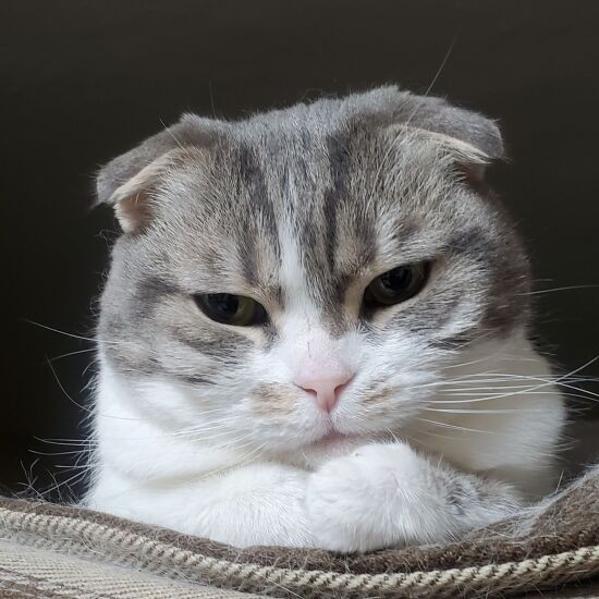 (私の家には)「まだ移るもんか」とキャリーバッグに入らなかったちび