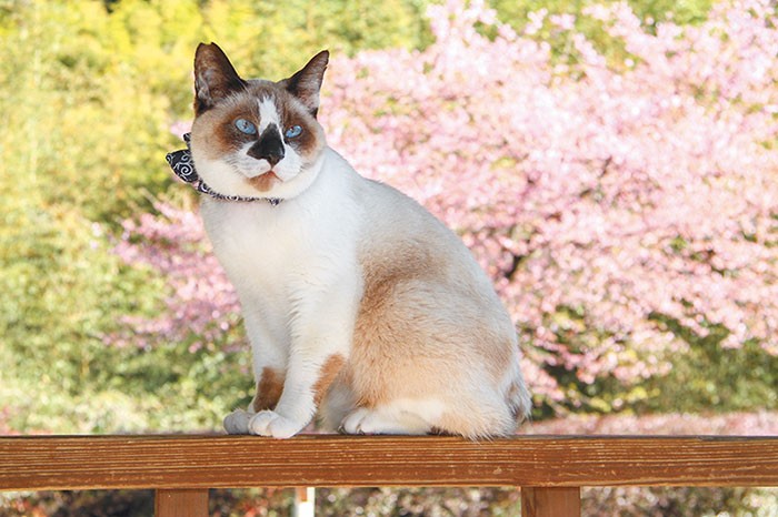 満開の河津桜を背に、改札の木柵にちょこん